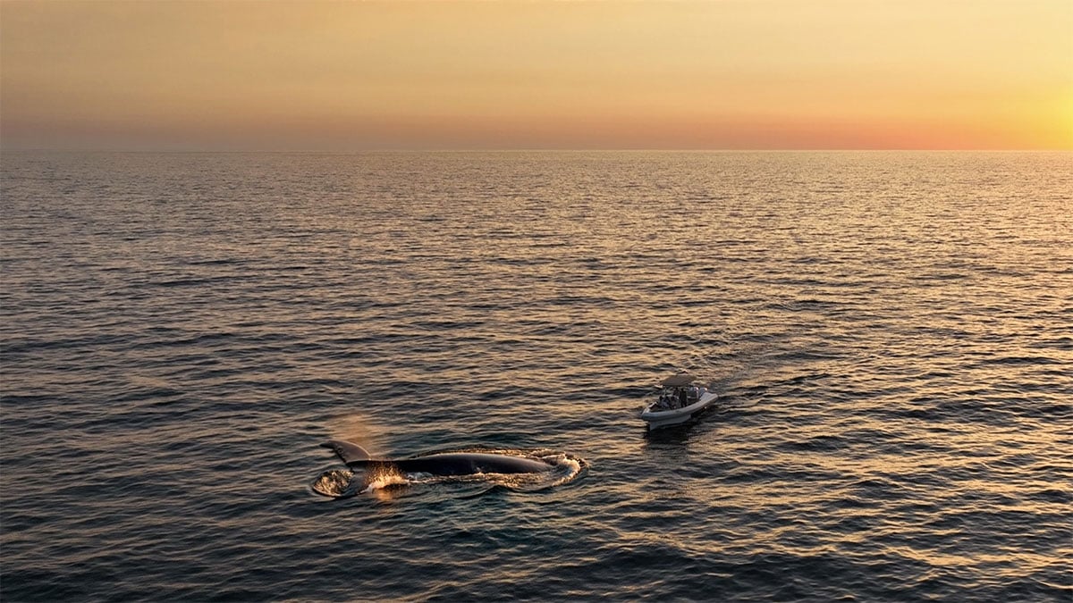 nkn-whales-club-update